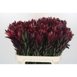 Leucadendron Saf Sunset Dark R.