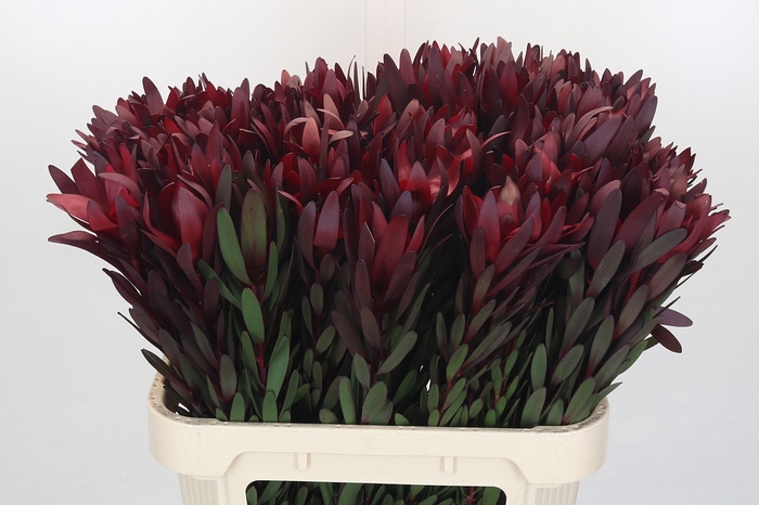 Leucadendron Saf Sunset Dark R.