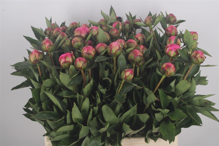 <h4>Paeonia L Dr A Fleming</h4>