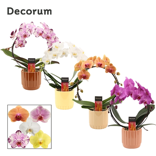 <h4>Phalaenopsis boog mix in Liam (Coffee blend-collection)</h4>