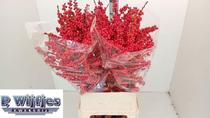 <h4>ILEX VE RODE BES</h4>