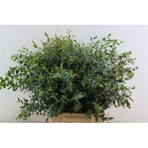 Euca Parvifolia Short 150gr P Bunch S A