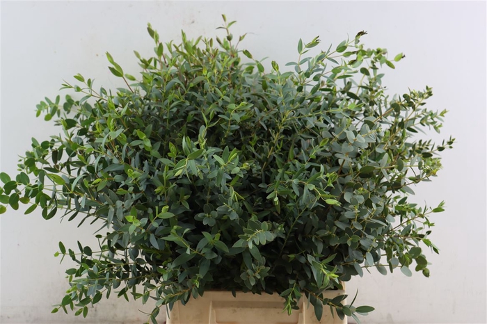 <h4>Euca Parvifolia Short 150gr P Bunch S A</h4>