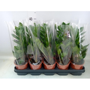 Zamioculcas zamiifolia