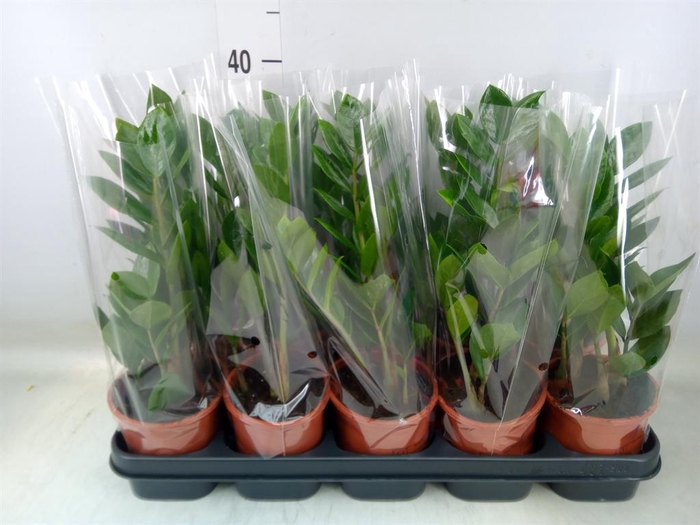<h4>Zamioculcas zamiifolia</h4>