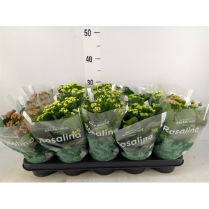 Kalanchoe blos. 'RosDon Collection'