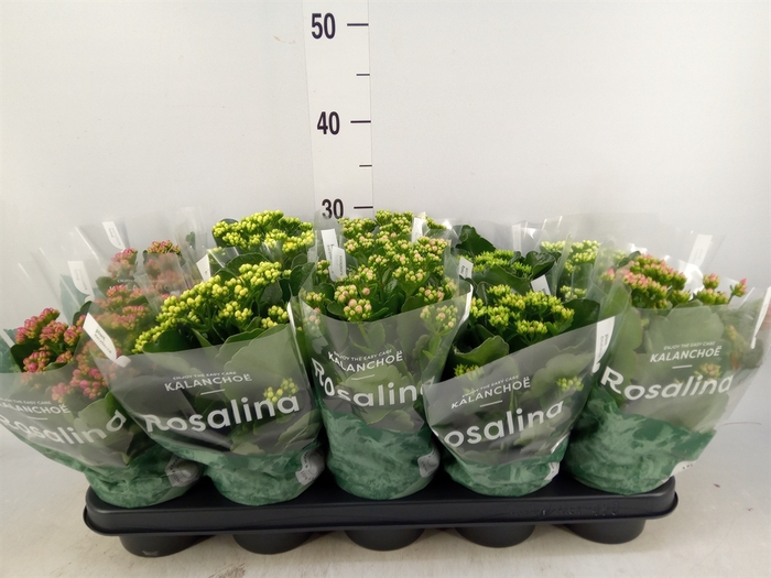 <h4>Kalanchoe blos. 'RosDon Collection'</h4>