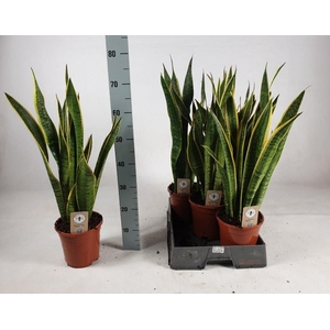Sansevieria trifasciata 'Laurentii' 75cm
