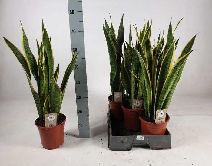 <h4>Sansevieria trifasciata 'Laurentii' 75cm</h4>
