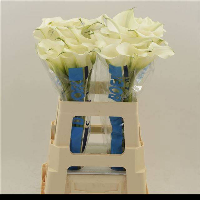 <h4>Zantedeschia captain ventura</h4>