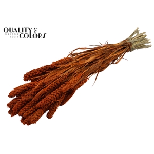 Gierst per bunch Orange