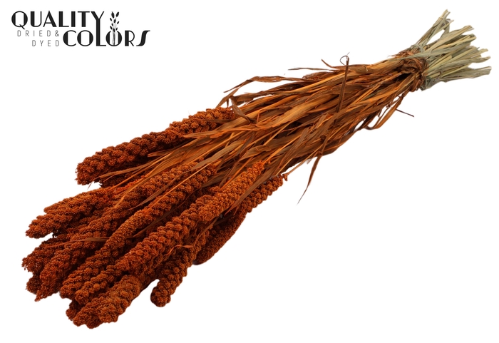 <h4>Gierst per bunch Orange</h4>