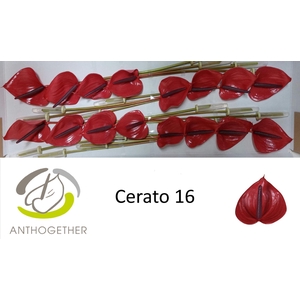 ANTH A  CERATO