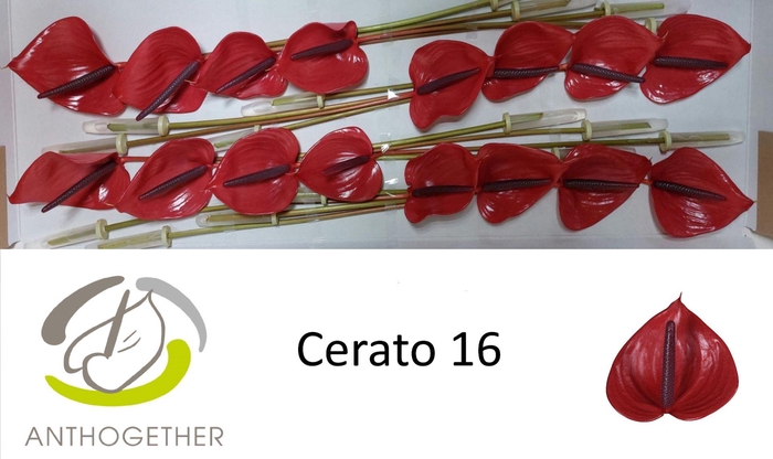 Anthurium (Andreanum Grp) Cerato