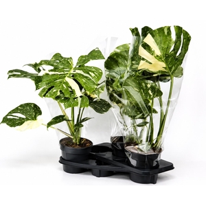 MONSTERA DEL THAI CO
