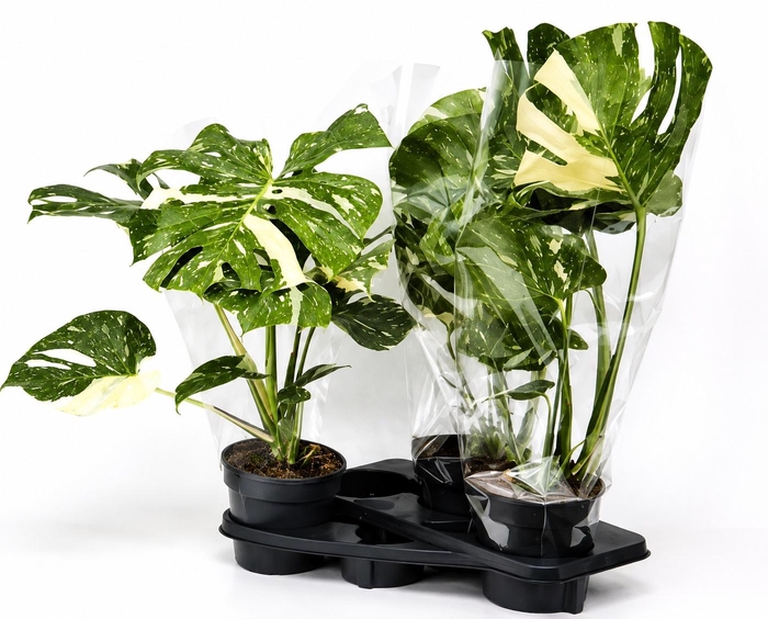 <h4>MONSTERA DEL THAI CO</h4>