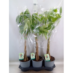Pachira aquatica