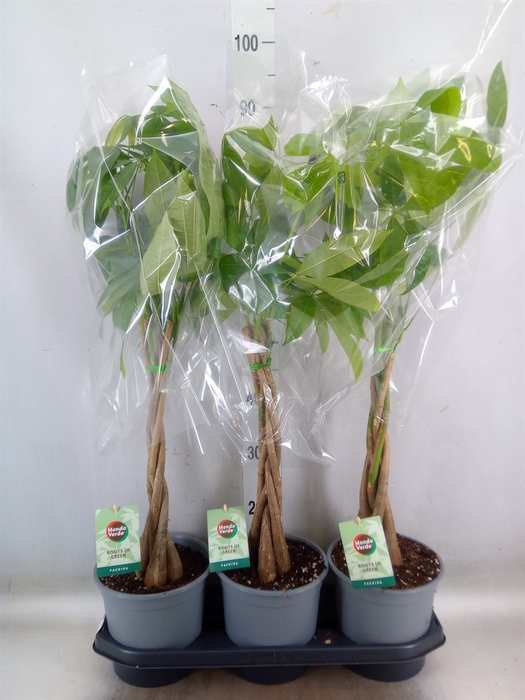 <h4>Pachira aquatica</h4>