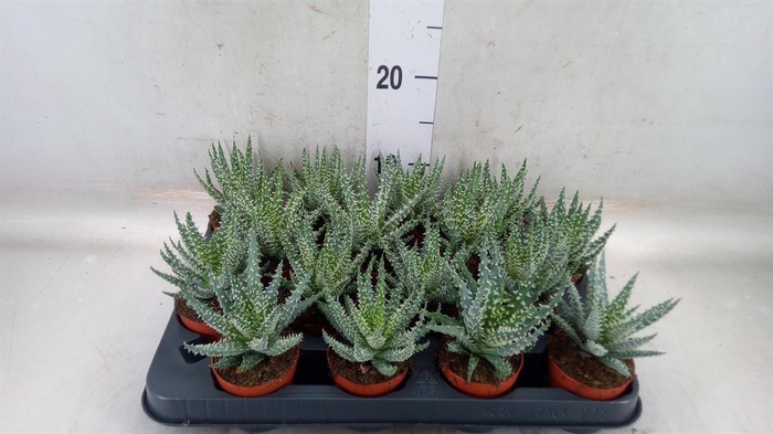 <h4>Aloe humilis</h4>
