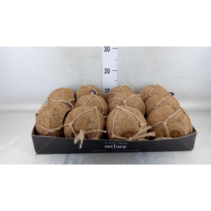 Pot   ...versierd H%