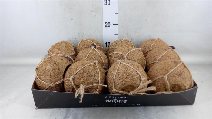 <h4>Pot   ...versierd H%</h4>