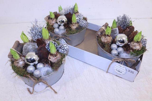 <h4>Arr Hyacinth</h4>