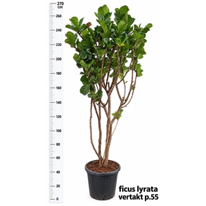 FICUS LYRATA