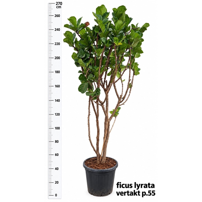 <h4>FICUS LYRATA</h4>