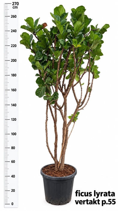 <h4>FICUS LYRATA</h4>