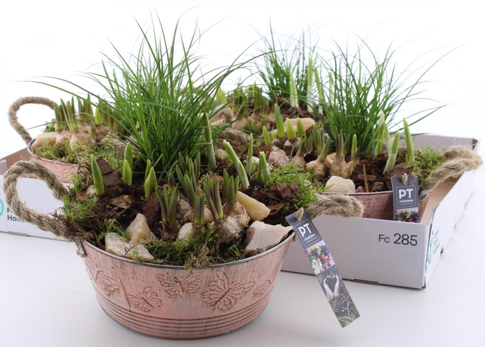 <h4>ARR PL IN SCHAAL</h4>