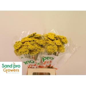 ACHIL F PARK VARIETY