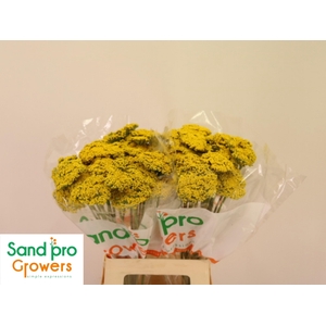 ACHIL F PARK VARIETY