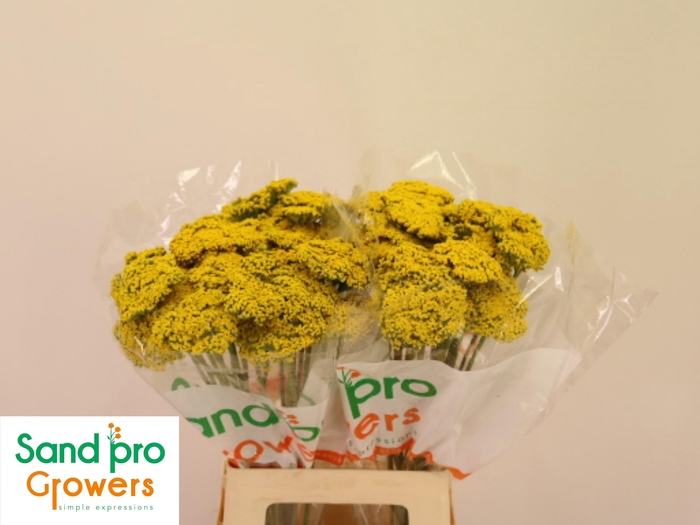 <h4>ACHIL F PARK VARIETY</h4>