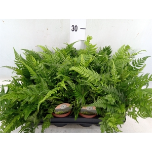 Polystichum tsus-simense