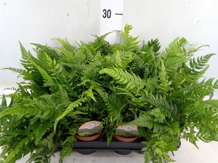 <h4>Polystichum tsus-simense</h4>