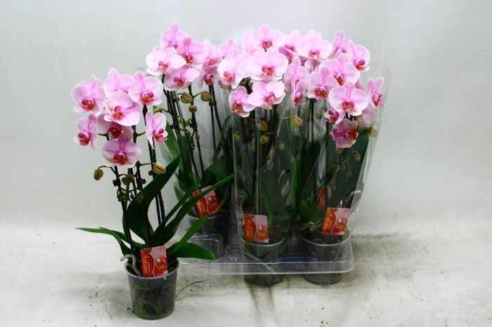 <h4>PHAL EL CASCADE</h4>