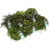 Rhipsalis gemengd D10,5