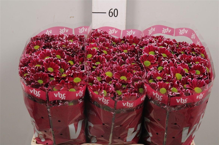 <h4>Chr S Aaa Doppia</h4>