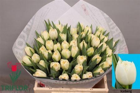 <h4>Tu Du Iceberg</h4>