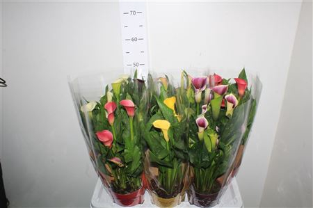 <h4>Zant Gem 4+</h4>