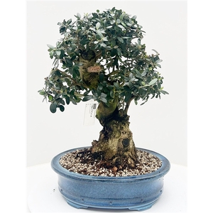 Olea europaea, pot 38cm. Height 60cm. (single item)