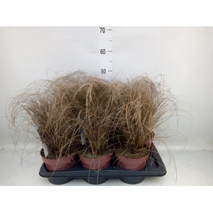 Carex comans 'Bronze Form'