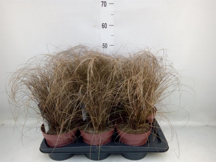 <h4>Carex comans 'Bronze Form'</h4>