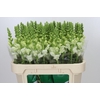 Antirrhinum Potomac Ivory White