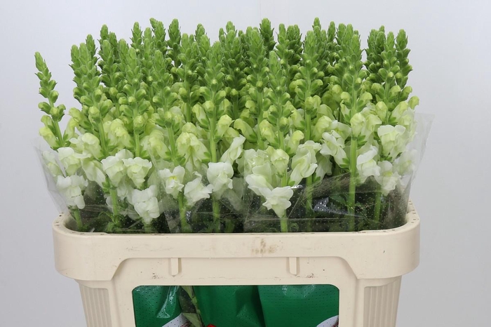 Antirrhinum Potomac Ivory White