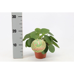 Pilea Peperomioides 12cm Frans etiket