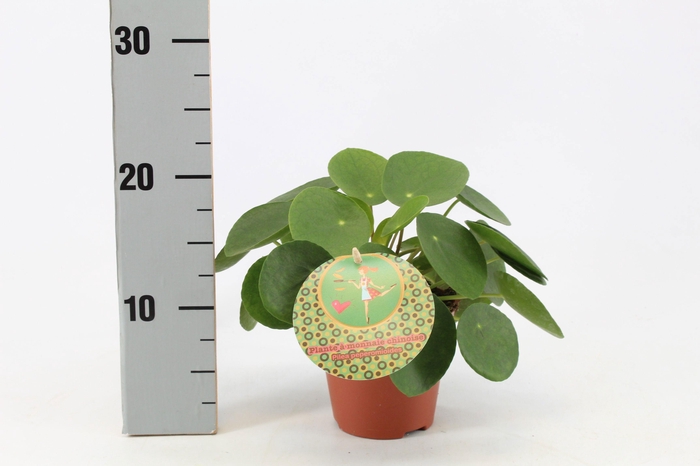 Pilea Peperomioides 12cm Frans etiket