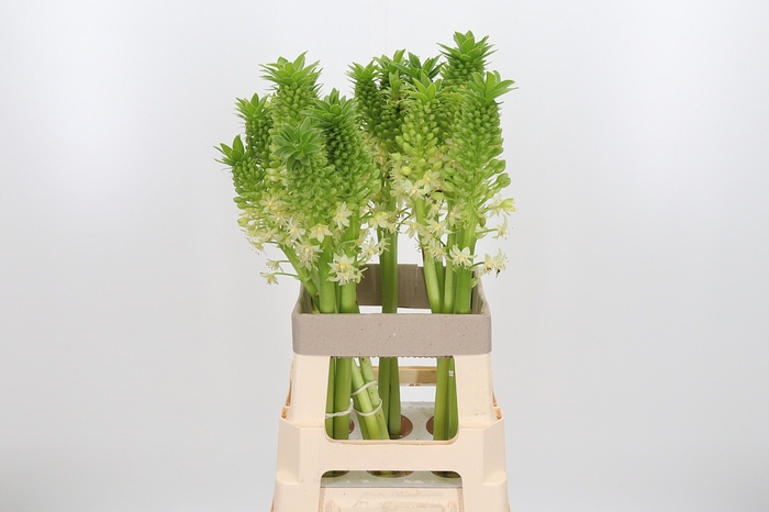 <h4>Eucomis P-e Goliath</h4>