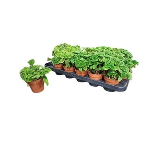 PILEA MO MOON VALLEY