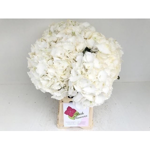 HYDR M CH WHI VERENA